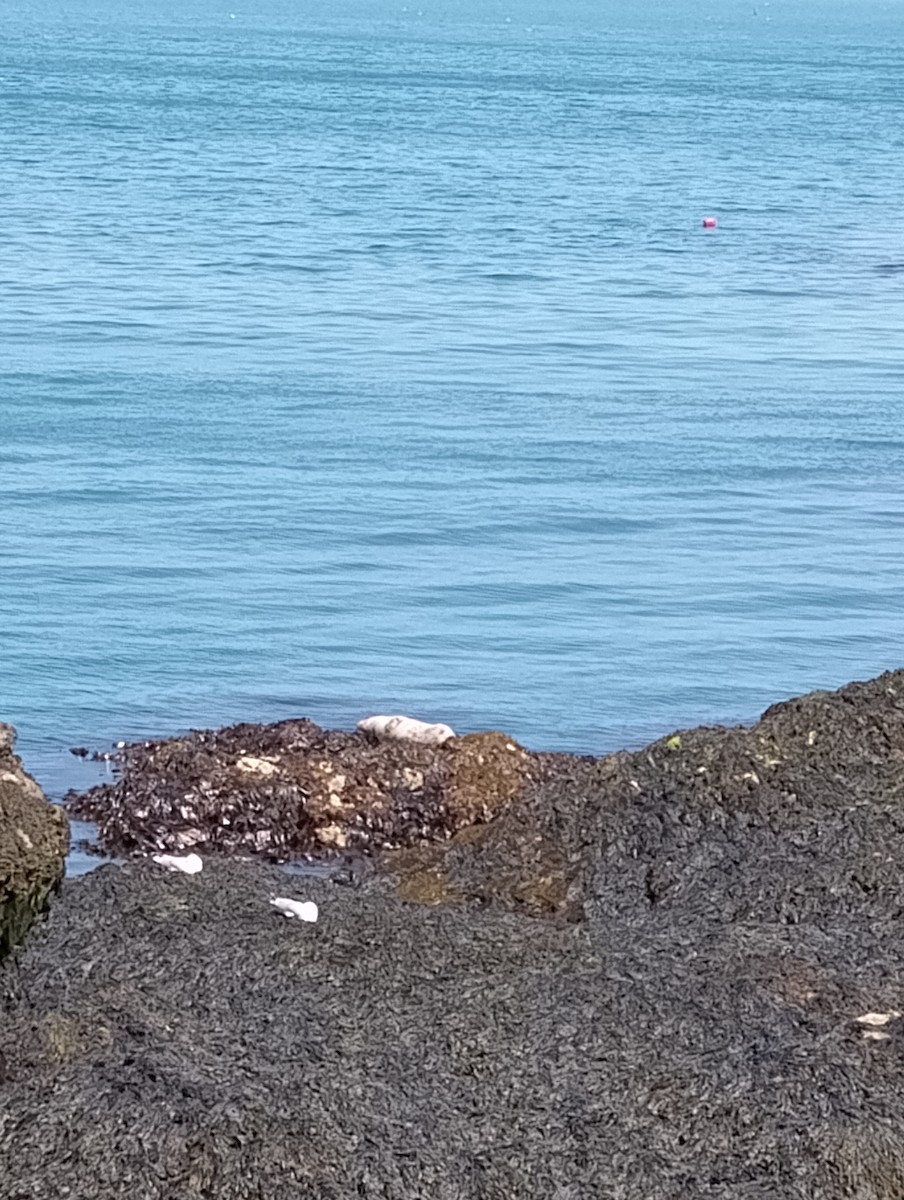 Animals - ML637877701