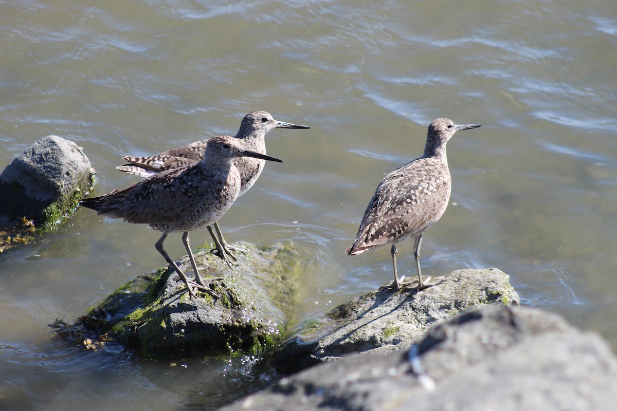 Willet - ML637877711