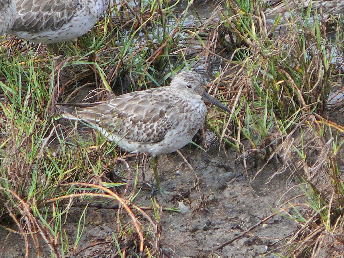 Great Knot - ML637877733