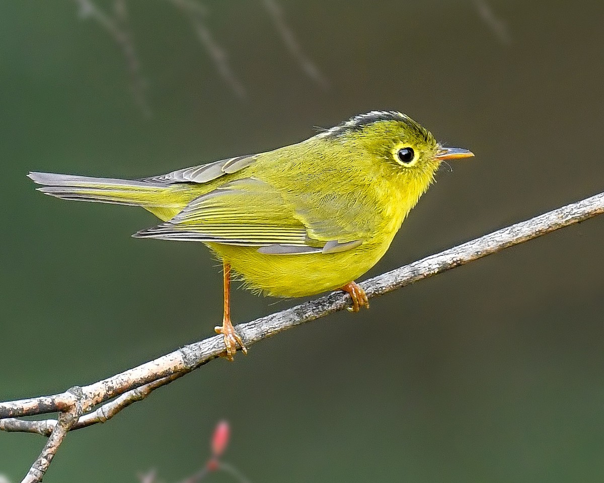 ML637877735 - Whistler's Warbler - Macaulay Library
