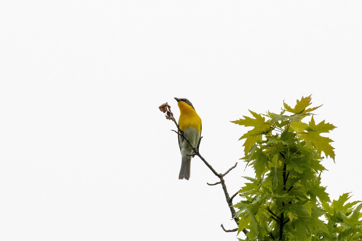 Yellow-breasted Chat - ML637877736