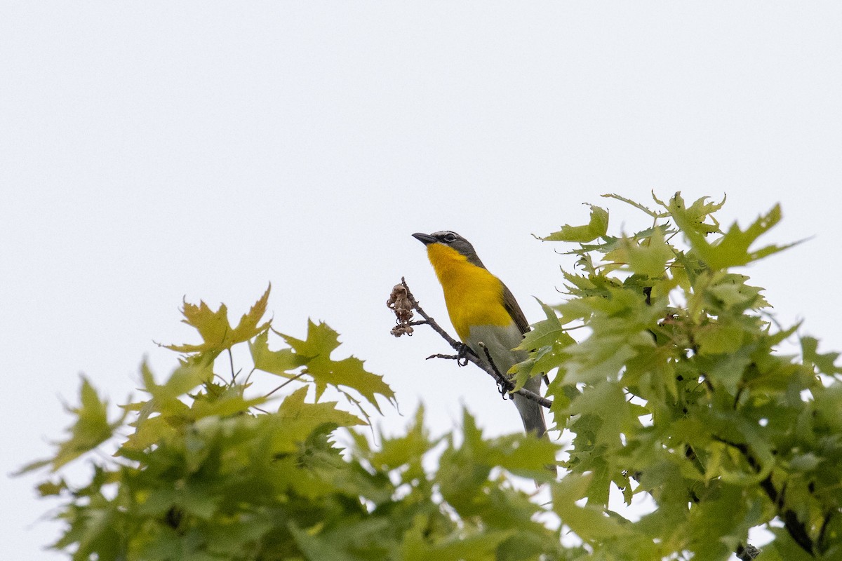 Yellow-breasted Chat - ML637877738