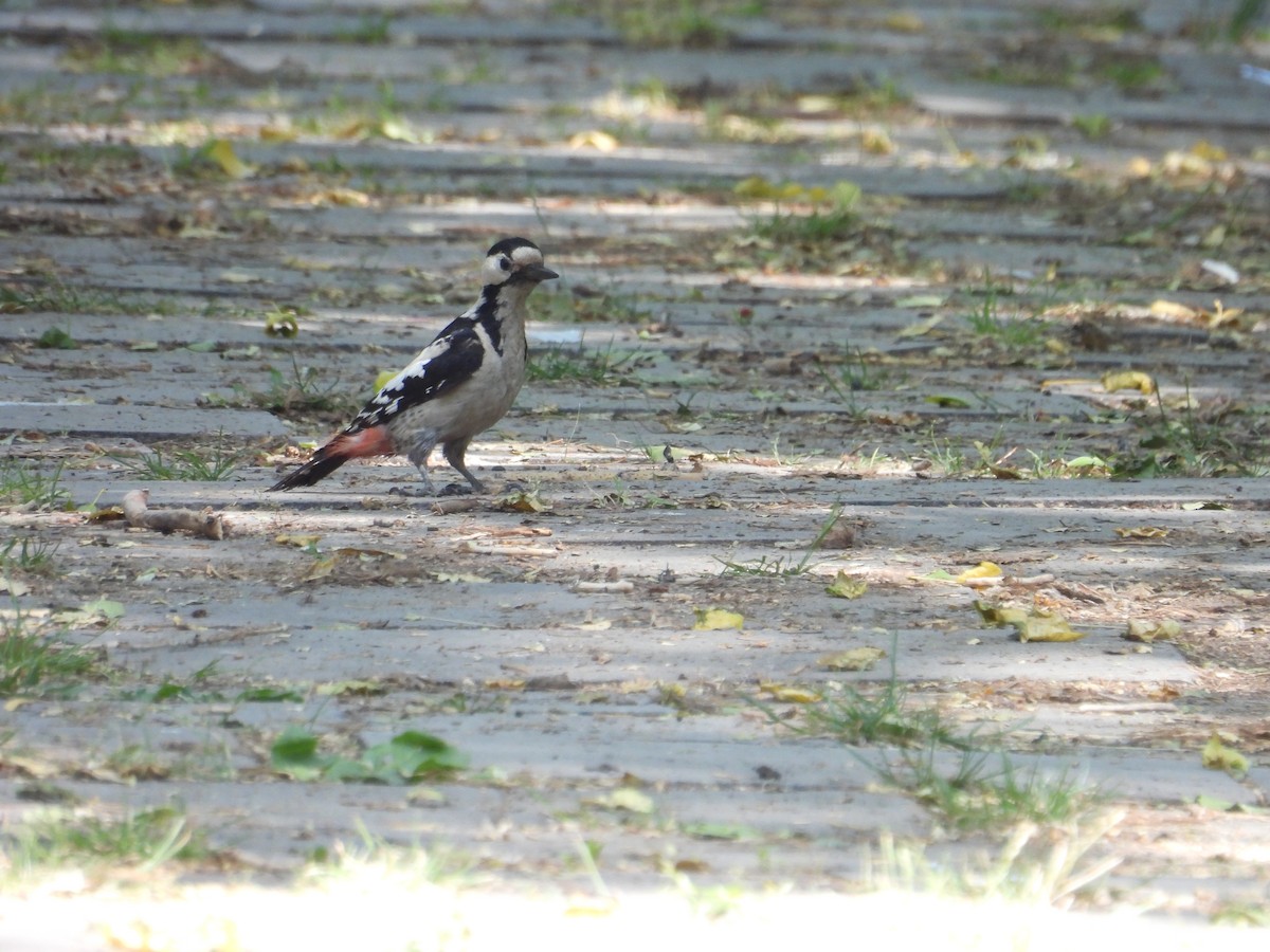 Syrian Woodpecker - ML637877753