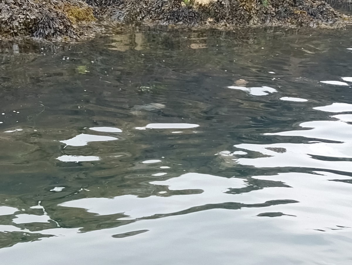 Animals - ML637877754