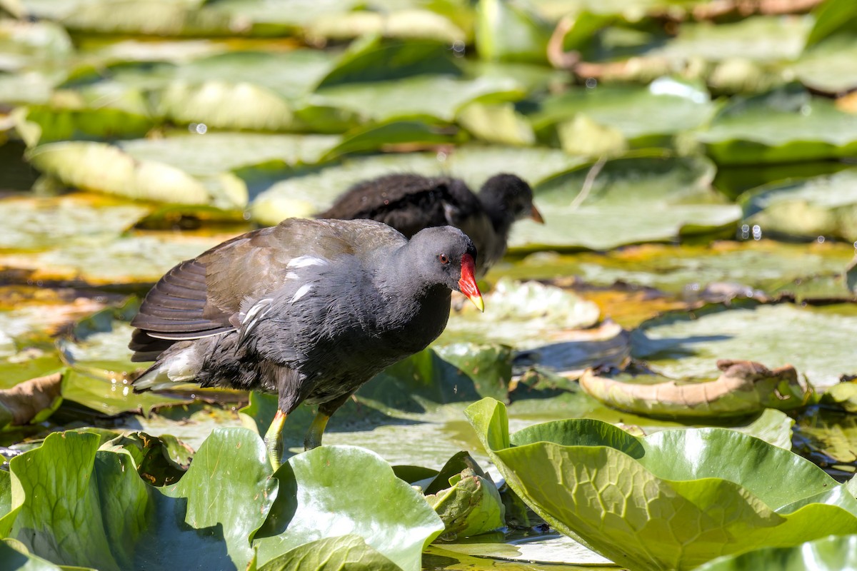 Eurasian Moorhen - ML637877757