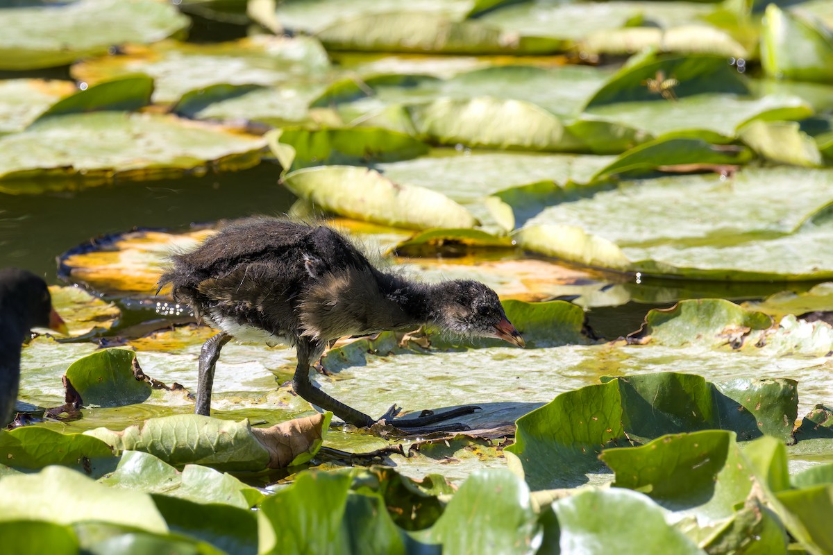 Eurasian Moorhen - ML637877759