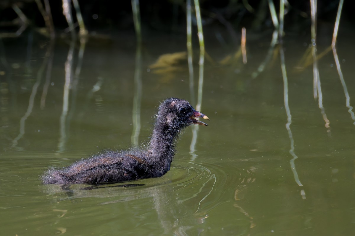 Eurasian Moorhen - ML637877761