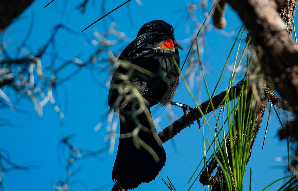 Red-winged Blackbird - ML637877764