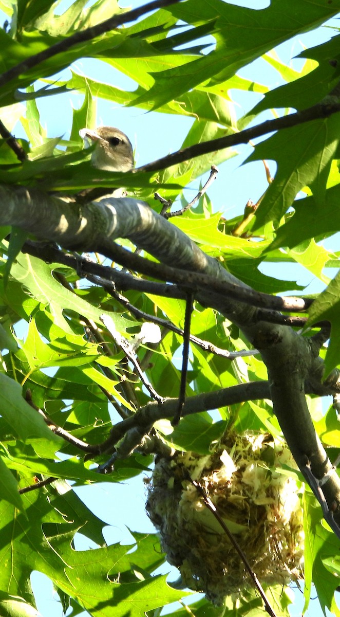 Warbling Vireo - ML637877765