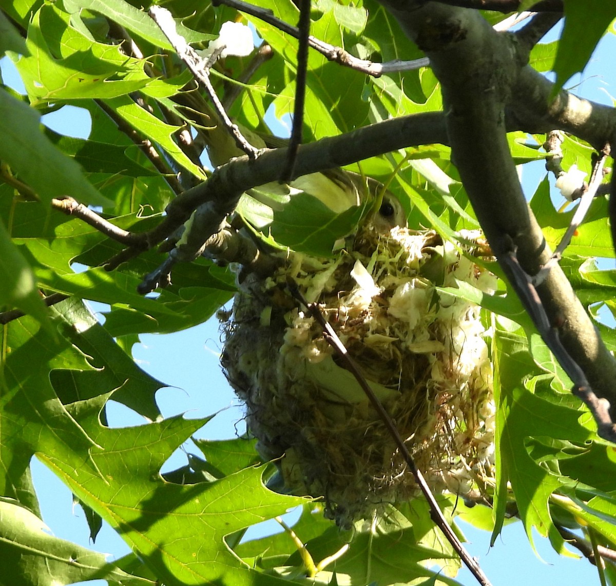 Warbling Vireo - ML637877769
