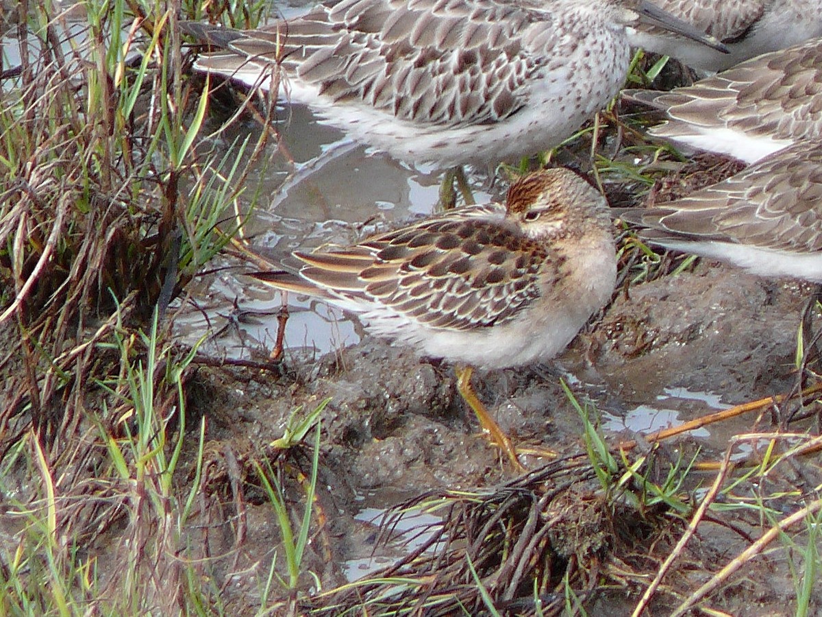 Sharp-tailed Sandpiper - ML637877771