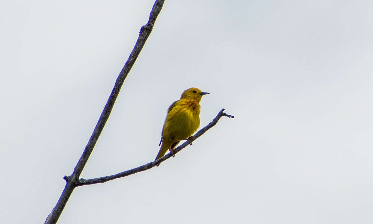 Yellow Warbler - ML637877772