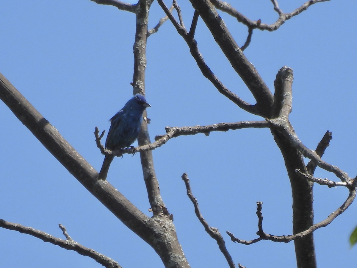 Indigo Bunting - ML637877773