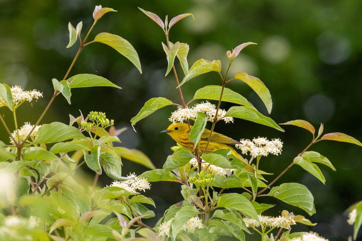 Yellow Warbler - ML637877776
