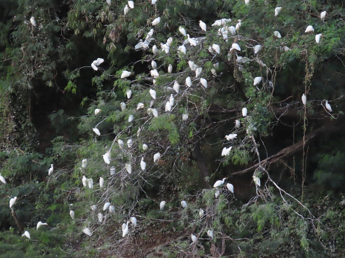 Western Cattle-Egret - ML637877777