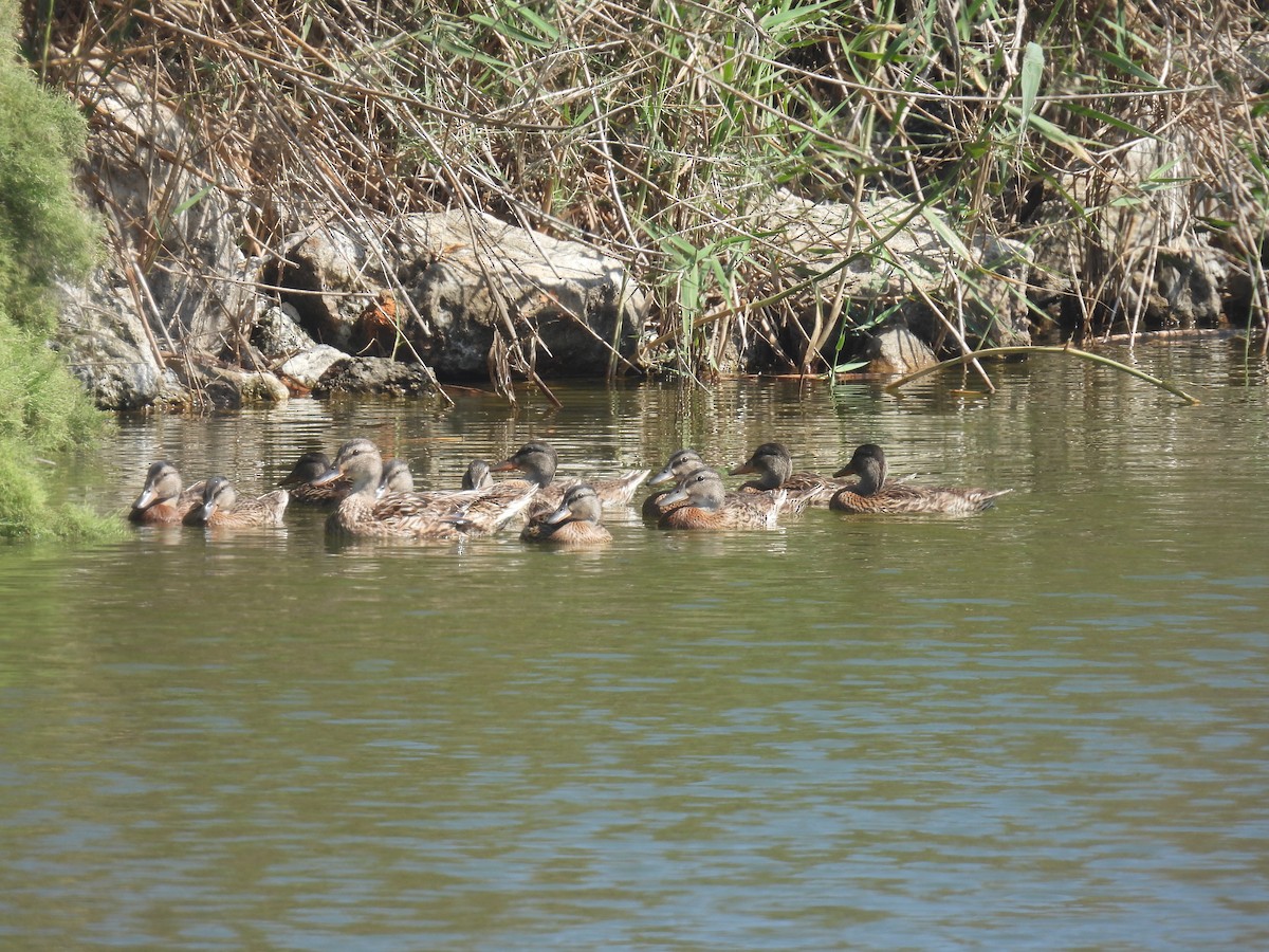 Mallard - ML637877780