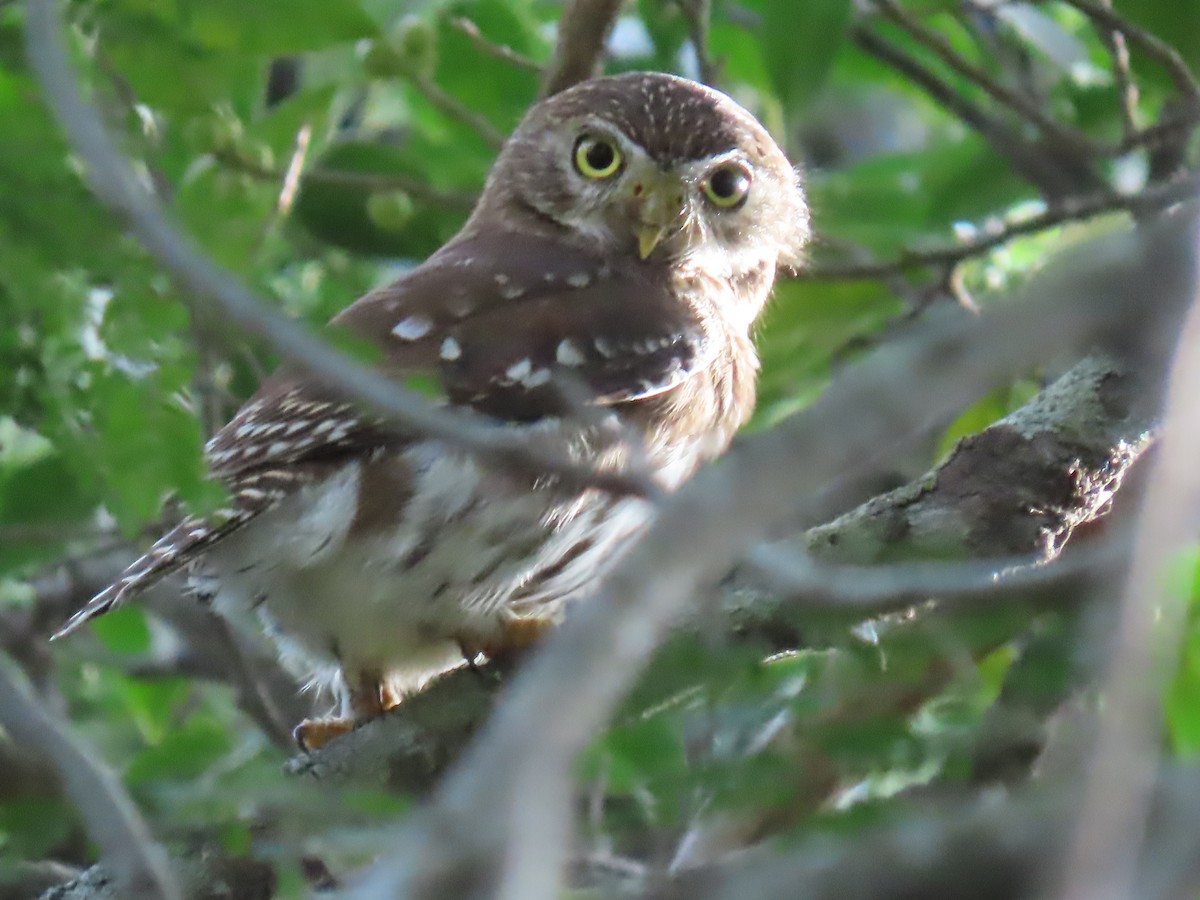 Ferruginous Pygmy-Owl - ML637877781