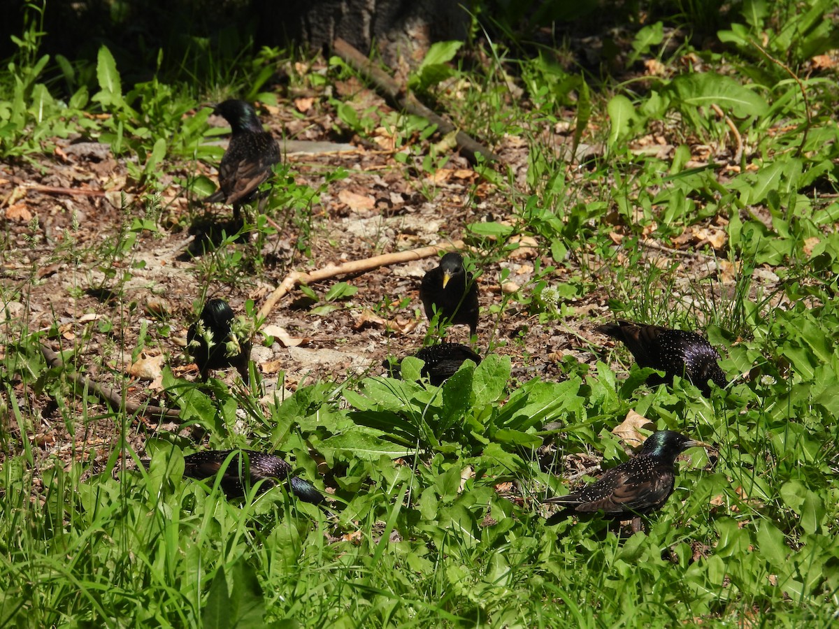 European Starling - ML637877783