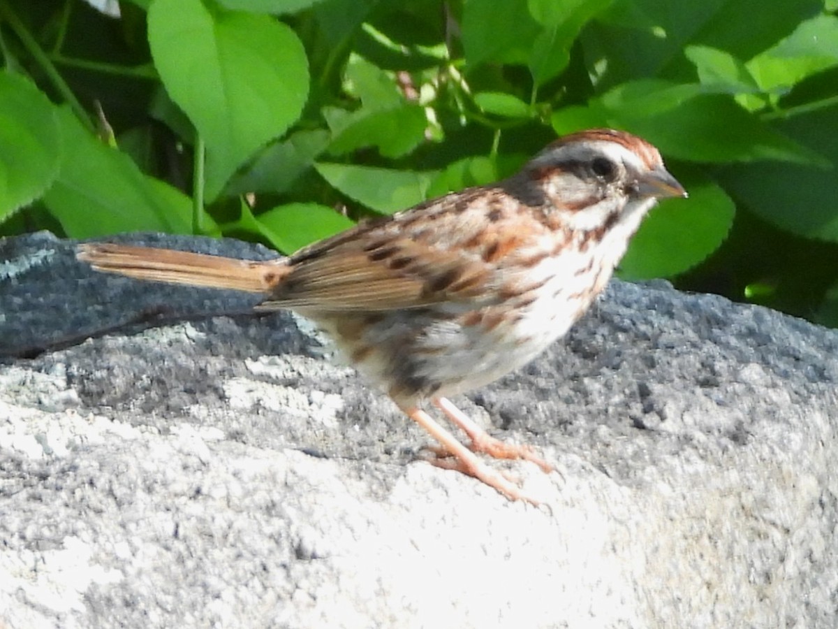 Song Sparrow - ML637877785