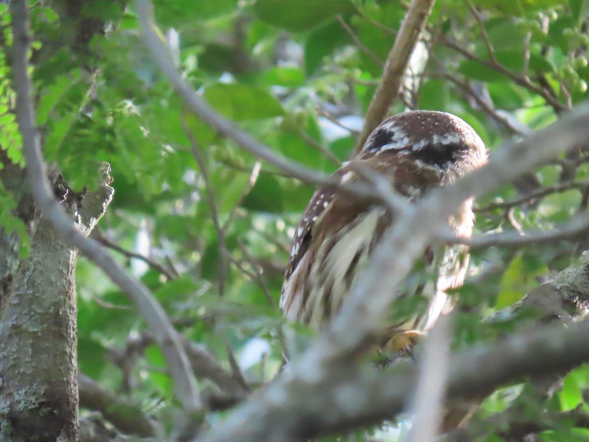 Ferruginous Pygmy-Owl - ML637877786