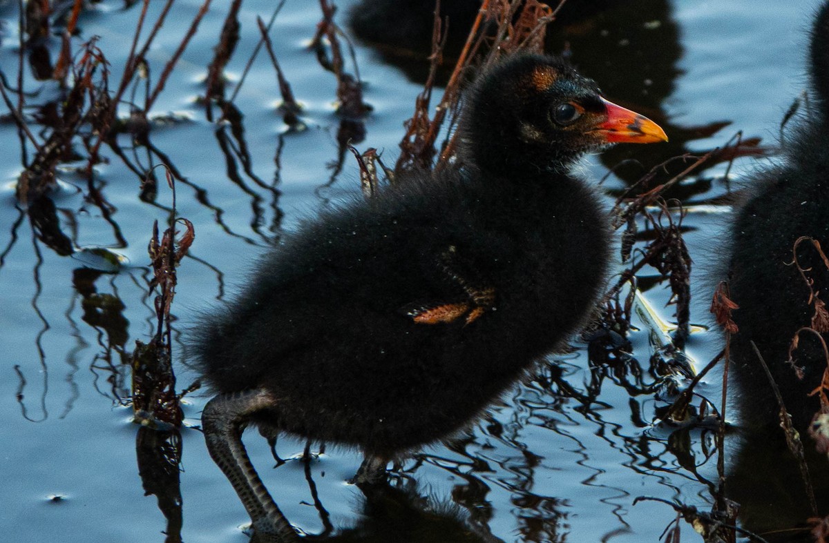 Common Gallinule - ML637877789