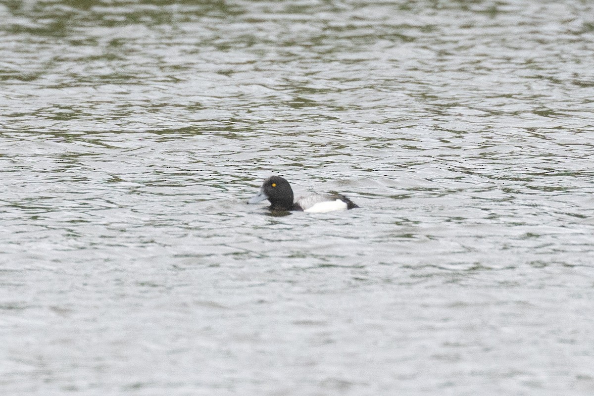 Greater Scaup - ML637877791