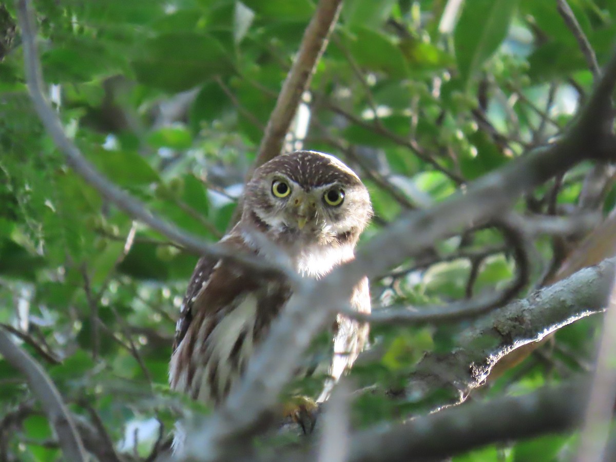 Ferruginous Pygmy-Owl - ML637877792