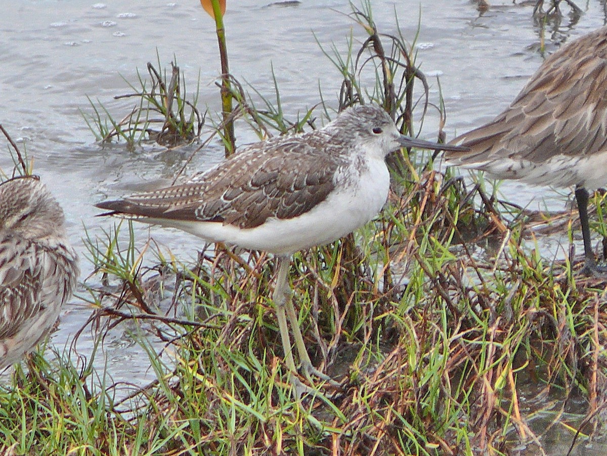 Common Greenshank - ML637877796