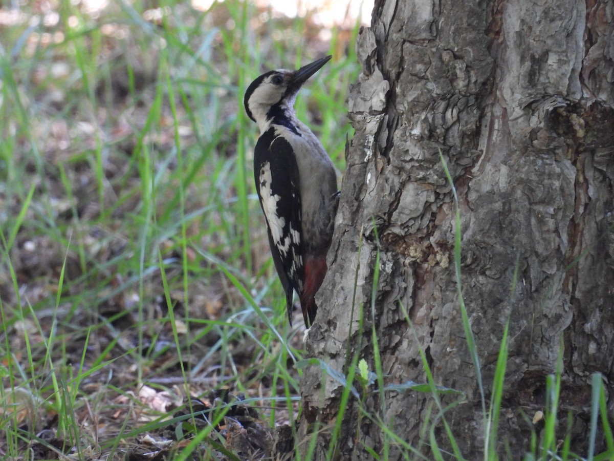 Syrian Woodpecker - ML637877807