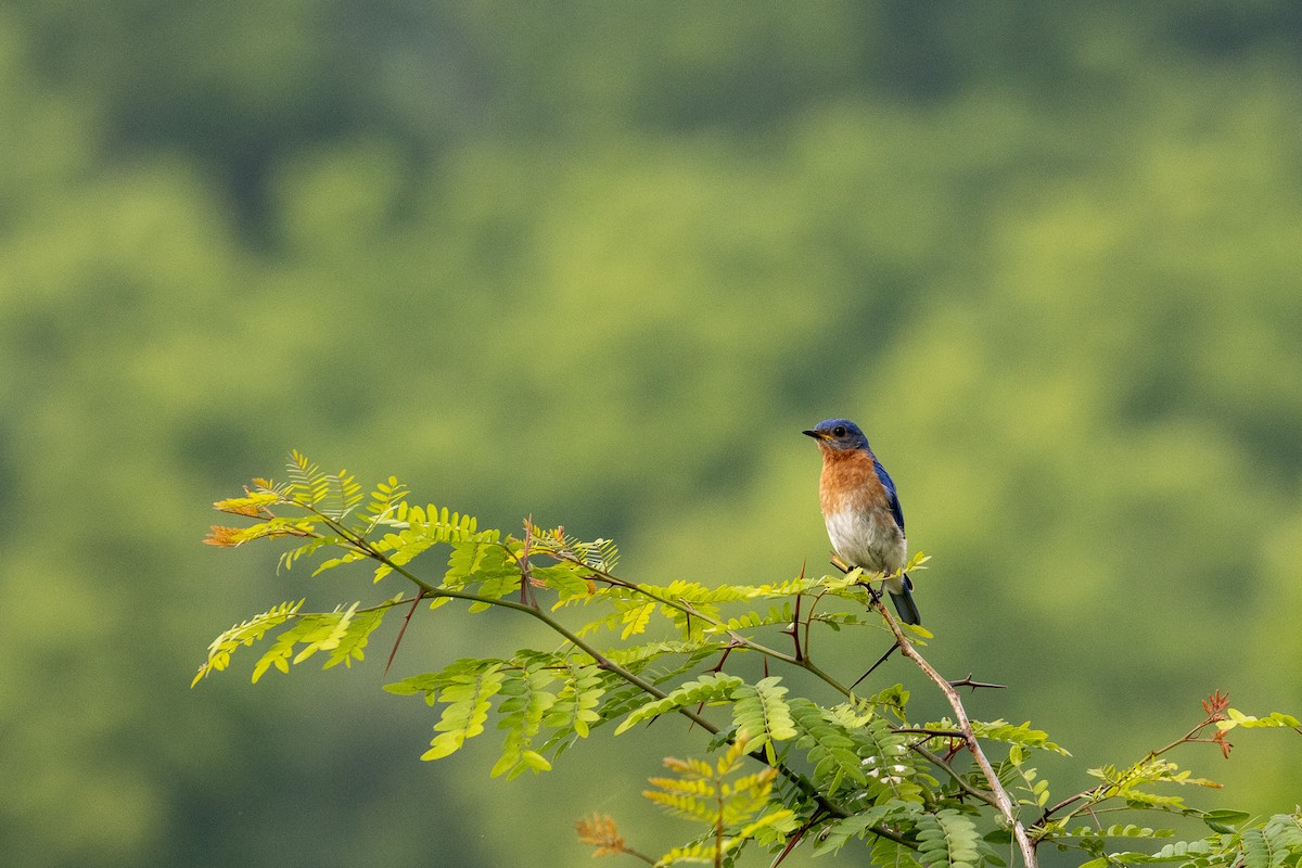 Eastern Bluebird - ML637877823
