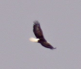 Ak Başlı Kartal - ML637877868