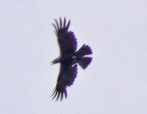 Ak Başlı Kartal - ML637877869
