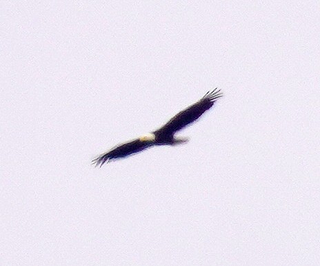 Ak Başlı Kartal - ML637877870