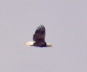 Ak Başlı Kartal - ML637877871