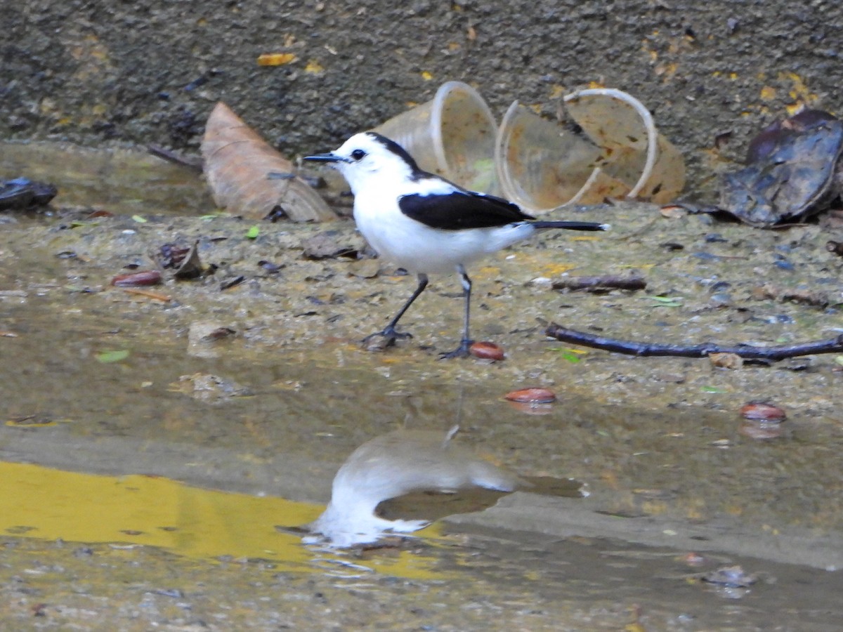 Pied Water-Tyrant - ML637877931