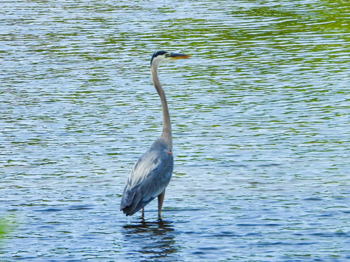 Garza Azulada - ML637877986