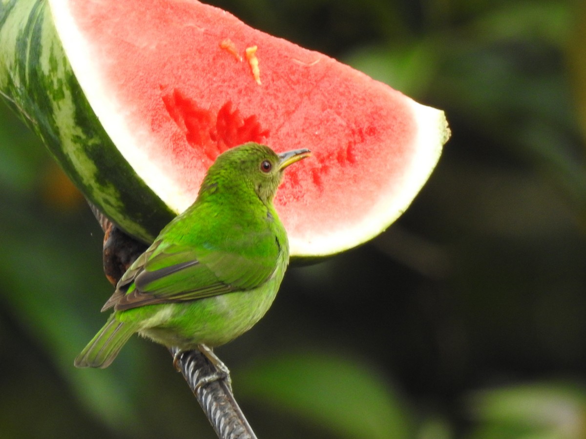 Mielerito Verde - ML637877993