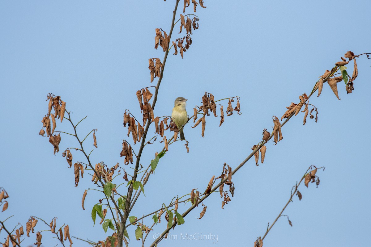 Vireo de Bell - ML637877996