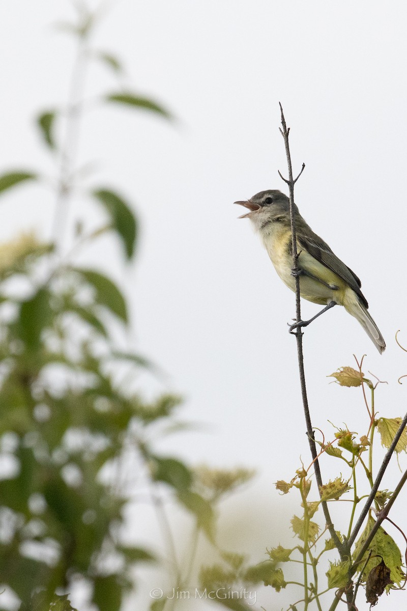 Vireo de Bell - ML637877997