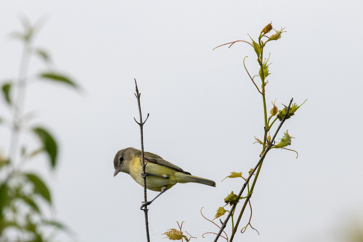 Vireo de Bell - ML637877998