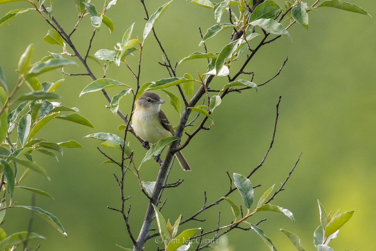 Vireo de Bell - ML637877999