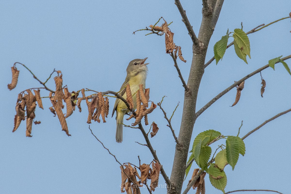 Vireo de Bell - ML637878000