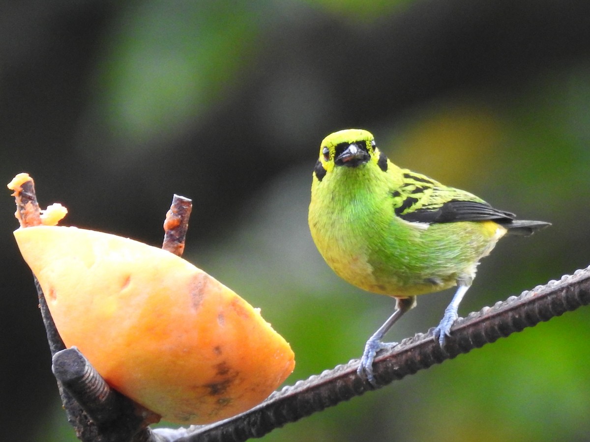 Emerald Tanager - ML637878031