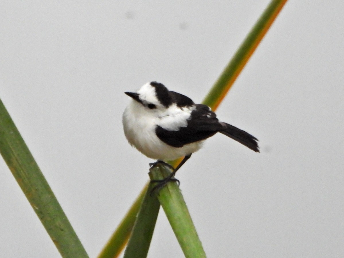 Pied Water-Tyrant - ML637878033