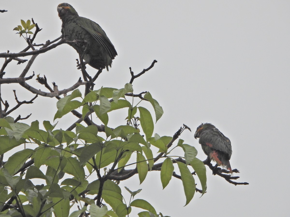 Orange-winged Amazon - ML637878045