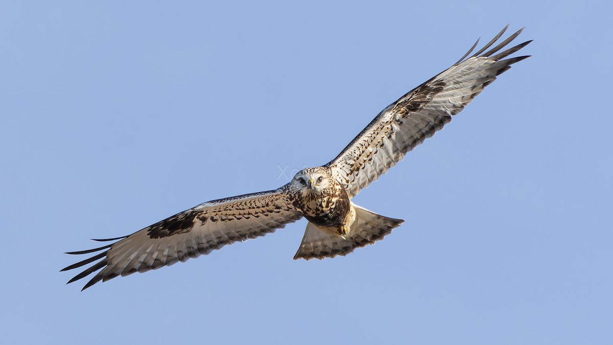 Rough-legged Hawk - ML637878124