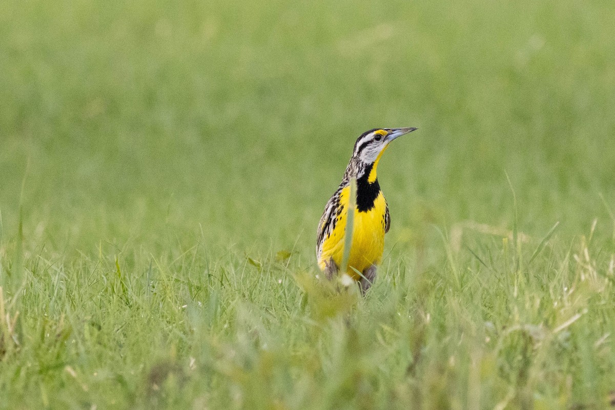 Eastern Meadowlark - ML637878147