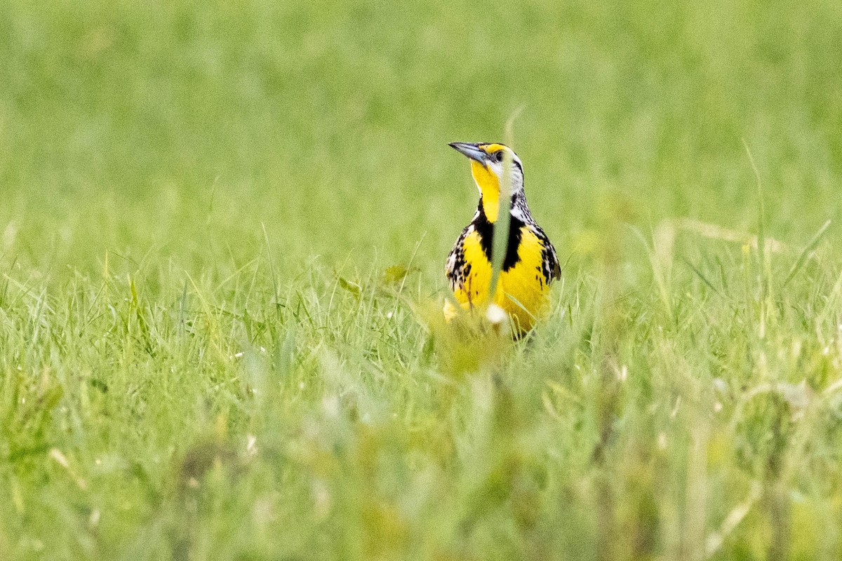 Eastern Meadowlark - ML637878148