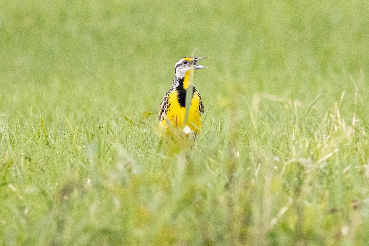 Eastern Meadowlark - ML637878149