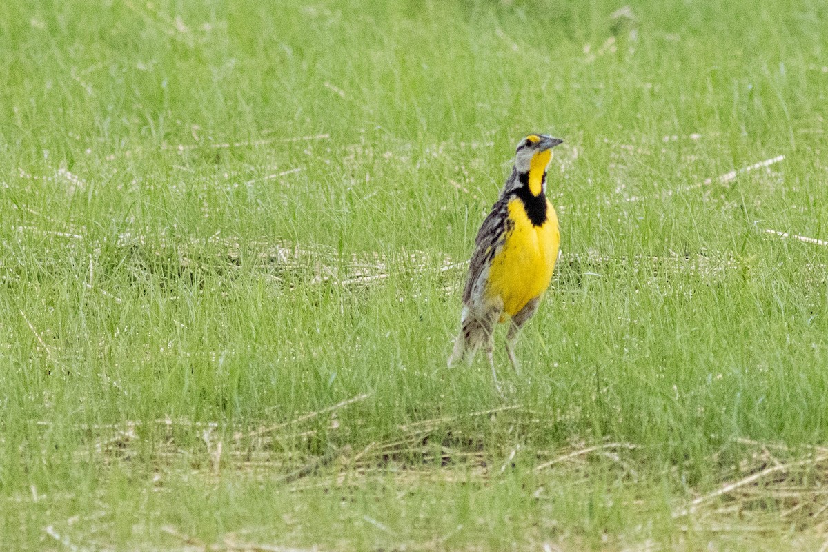 Eastern Meadowlark - ML637878150
